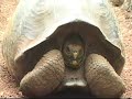 GALAPAGOS LIZARDS