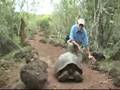 GALAPAGOS LIZARDS