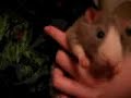 Fat Rat eats Spaghetti Fat Rat eats Spaghetti