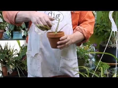 how to transplant aeonium