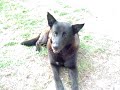 My dog Woody goes fly hunting!