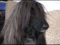 Champion Afghan hound headed for venerable dog show