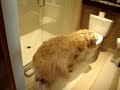Goldendoodle Gone WILD!