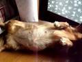 妊娠46日目 我が家の愛犬Mダックスのララ