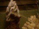 125 Gallon Fish Tank