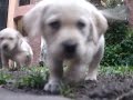 mas perritos