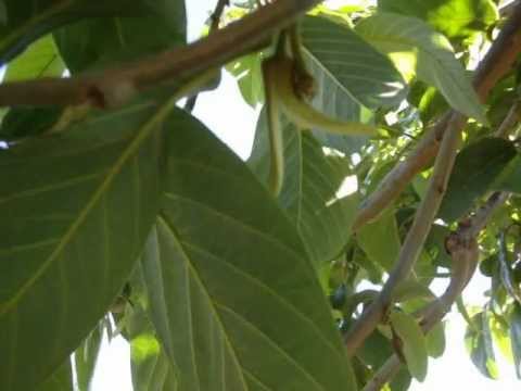 how to fertilize cherimoya