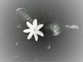 i know a lot of people who were looking for that song so enjoy now!!

pahoho o te miti
te avarua 
ua tau titi hia taua ri'i
i te tiare apetahi
tiare una'una
no to'u ai'a here hia
e au'e

uturoa mata ai'ai
mato tea tei nia
tepua tei raro pahoho

pahoho o te miti
te avarua 
ua tau titi hia taua ri'i
i te tiare apetahi
tiare una'una
no to'u ai'a here hia
e au'e

uturoa mata ai'ai
mato tea tei nia
tepua tei raro pahoho

mara'amu taurere
te maita'i no to'u ai'a
tepua tei raro pahoho
tepua tei raro pahoho