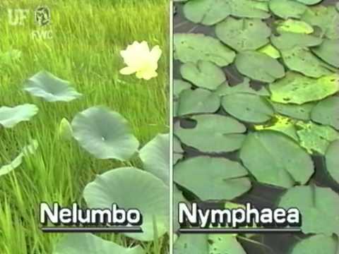 How to identify American lotus