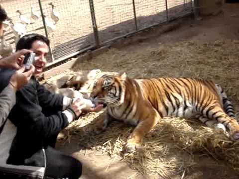 tiger %