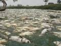 ADB: a Clean Future for World's Dirtiest River