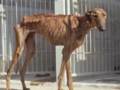 UNWANTED AND ABUSED GREYHOUNDS WHAT SO CALLED HUMANS HAVE DONE TO THEM