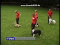doggie-fit