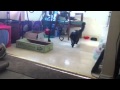 Cat plays fetch like dog