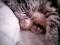 Мама кошка обнимает котенка