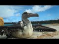 The dangers of marine debris to the albatross - Hawaii - Message in the Waves - BBC