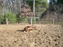 1 VERY Funny Crazy Wild Horse! 1 VERY Funny Crazy Wild Horse!