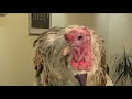 TurkeyComedy iBigBird VS Steve Jobs's iPad http://www.youtube.com/watch?v=_Qp2npH0fLo