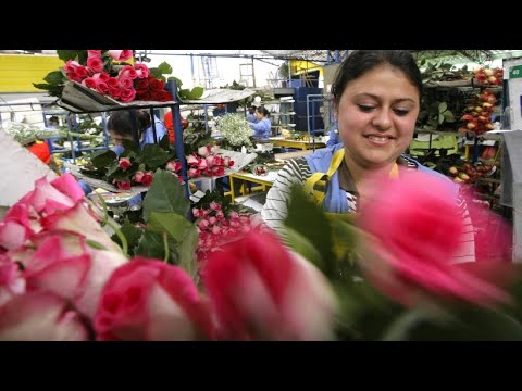 Blumen für die Welt: Valentinstag sorgt für Arbeit ...