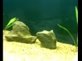 aquario e sistema de co2 415litros 