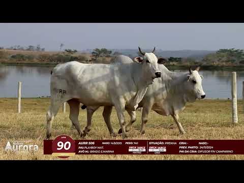 4� De Olho na Fazenda - NELORE AURORA participa��o Chico Paulic�ia