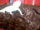 The Lakme Mealworm duet