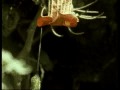 Slow motion of Hummingbird flight