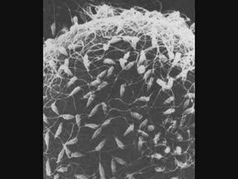 how to build up sperm