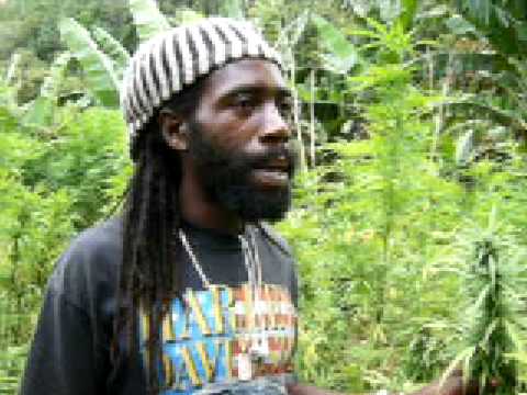 marihuana - plantacion en el pueblo de nine miles, en jamaica.