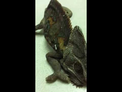 how to treat mbd in chameleons