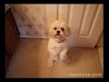 Dog Talk