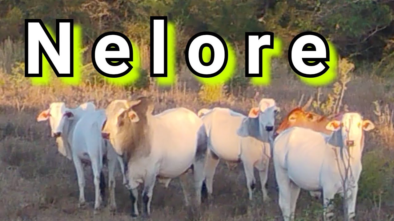 Gado Nelore oh gado bravo
