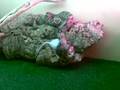 BOA CONSTRICTOR IMPERATOR- Pasto