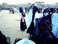 chats touareg djanet Algerie part 2