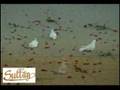 www sultanlardiyari com SAFFET YILDIZ  ASKIN DUASI