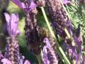 Lavendar Bee dance