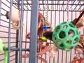 Mori's Foraging Toy