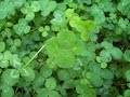 Lucky Twice - I'm So Lucky Lucky...