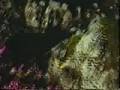 Bjork -Joga