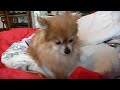 眠りイヌ動画