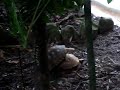 jabuti namorador