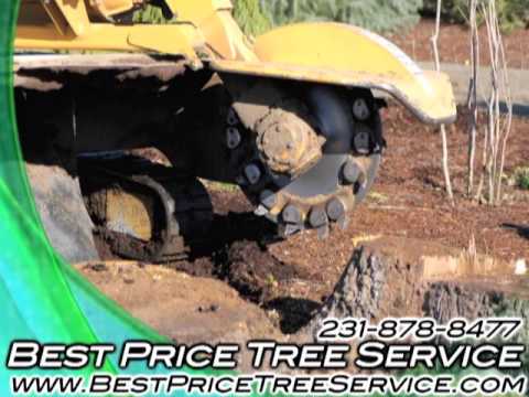how to fertilize elm trees