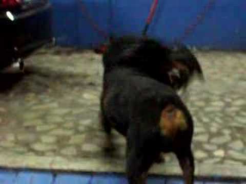 rottwailer