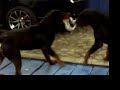 rotweiler  rotwailer rottwailer rotwailler