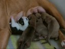 Beanie, Laddie en de pups deel 1