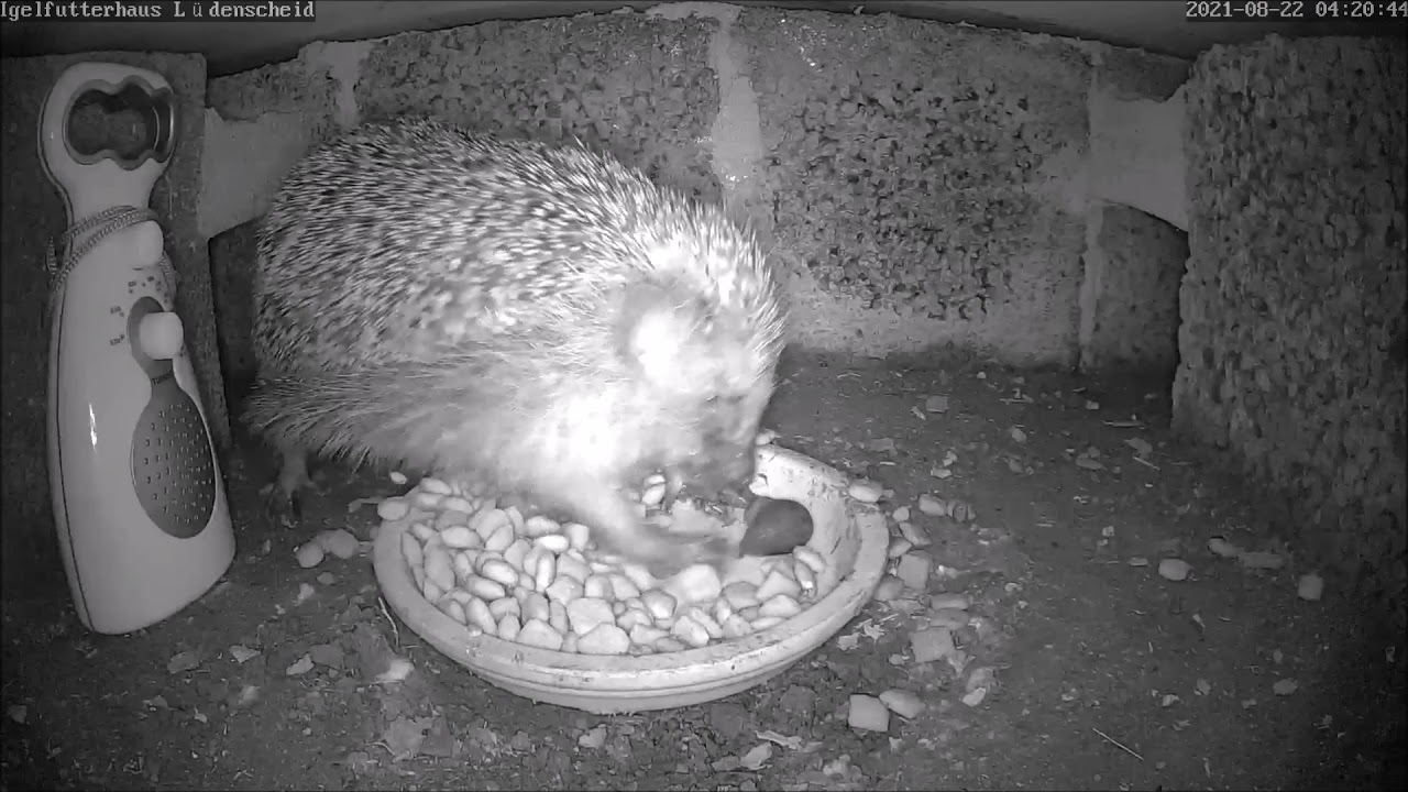 Der Igel "malträtiert" störende Schnecke | 23.08.2021
