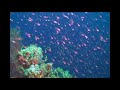 Promotionvideo Bluefin HC7/9 Promotionvideo Bluefin HC7/9