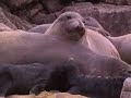 Elefantes Marinos
