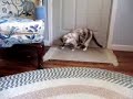 Cat terrified by xilophone... Cat terrified by xilophone...