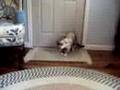 Cat terrified by xilophone...